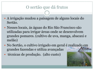 O sertão que dá frutos

 A irrigação mudou a paisagem de alguns locais do
  Sertão.
 Nesses locais, ás águas do Rio São Francisco são
  utilizadas para irrigar áreas onde se desenvolvem
  grandes pomares. (cultivo de uva, manga, abacaxi e
  melão)
 No Sertão, o cultivo irrigado em geral é realizado em
  grandes fazendas e utiliza avançadas
 técnicas de produção. (alto custo)
 