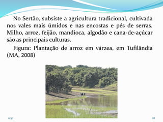 No Sertão, subsiste a agricultura tradicional, cultivada
nos vales mais úmidos e nas encostas e pés de serras.
Milho, arroz, feijão, mandioca, algodão e cana-de-açúcar
são as principais culturas.
Figura: Plantação de arroz em várzea, em Tufilândia
(MA, 2008)
11:30 28
 