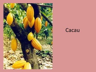 Cacau 