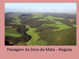 Paisagem da Zona da Mata - Alagoas 