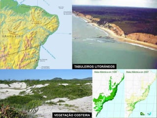 TABULEIROS LITORÂNEOS 
VEGETAÇÃO COSTEIRA 
 