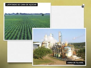 USINA DE ÁLCOOL 
LATIFÚNDIO DE CANA DE AÇÚCAR 
 
