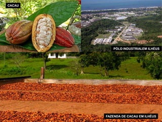 CACAU 
PÓLO INDUSTRIALEM ILHÉUS 
FAZENDA DE CACAU EM ILHÉUS 
 