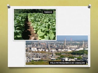 TABACO 
PÓLO PETROQUÍMICA DE CAMAÇARI 
 