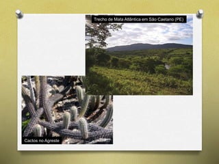 Trecho de Mata Atlântica em São Caetano (PE) 
Cactos no Agreste 
 