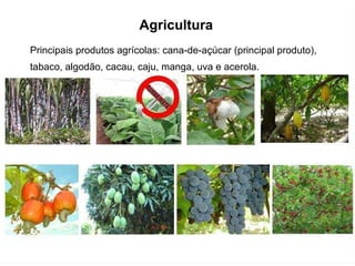 Agricultura Principais produtos agrícolas: cana-de-açúcar (principal produto), tabaco, algodão, cacau, caju, manga, uva e acerola. 