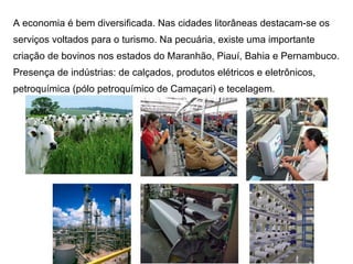 A economia é bem diversificada. Nas cidades litorâneas destacam-se os serviços voltados para o turismo. Na pecuária, existe uma importante criação de bovinos nos estados do Maranhão, Piauí, Bahia e Pernambuco. Presença de indústrias: de calçados, produtos elétricos e eletrônicos, petroquímica (pólo petroquímico de Camaçari) e tecelagem.  