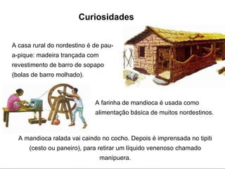 A casa rural do nordestino é de pau-a-pique: madeira trançada com revestimento de barro de sopapo (bolas de barro molhado).  A farinha de mandioca é usada como alimentação básica de muitos nordestinos. A mandioca ralada vai caindo no cocho. Depois é imprensada no tipiti (cesto ou paneiro), para retirar um líquido venenoso chamado manipuera. Curiosidades 