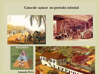Amanda Paiva
Cana-de- açúcar no período colonial
 