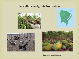 Policultura no Agreste Nordestino
Isabele Nascimento
 