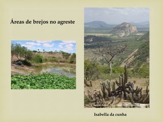 Áreas de brejos no agreste
Isabella da cunha
 