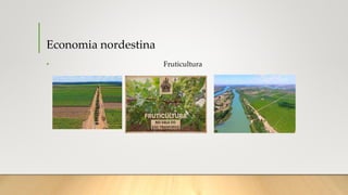 Economia nordestina
• Fruticultura
 