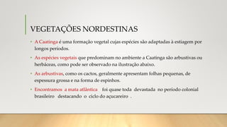 VEGETAÇÕES NORDESTINAS
• A Caatinga é uma formação vegetal cujas espécies são adaptadas à estiagem por
longos períodos.
• As espécies vegetais que predominam no ambiente a Caatinga são arbustivas ou
herbáceas, como pode ser observado na ilustração abaixo.
• As arbustivas, como os cactos, geralmente apresentam folhas pequenas, de
espessura grossa e na forma de espinhos.
• Encontramos a mata atlântica foi quase toda devastada no período colonial
brasileiro destacando o ciclo do açucareiro .
 