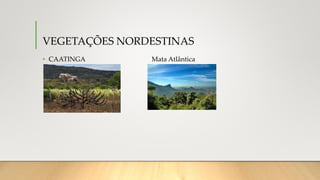 VEGETAÇÕES NORDESTINAS
• CAATINGA Mata Atlântica
•
 
