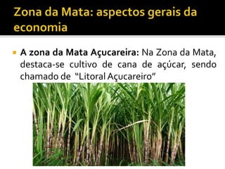  A zona da Mata Açucareira: Na Zona da Mata,
destaca-se cultivo de cana de açúcar, sendo
chamado de “Litoral Açucareiro”
 