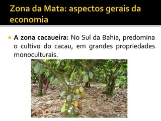  A zona cacaueira: No Sul da Bahia, predomina
o cultivo do cacau, em grandes propriedades
monoculturais.
 