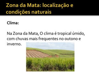 Clima:
Na Zona da Mata, O clima é tropical úmido,
com chuvas mais frequentes no outono e
inverno.
 