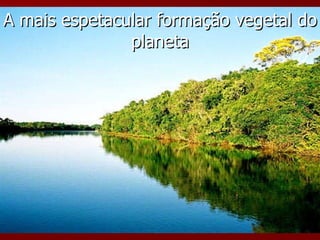 A mais espetacular formação vegetal do planeta 