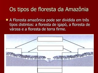 Os tipos de floresta da Amazônia A Floresta amazônica pode ser dividida em três tipos distintos: a floresta de igapó, a floresta de várzea e a floresta de terra firme. 