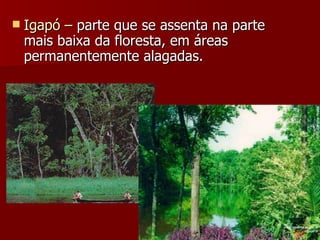 Igapó –  parte que se assenta na parte mais baixa da floresta, em áreas permanentemente alagadas. 
