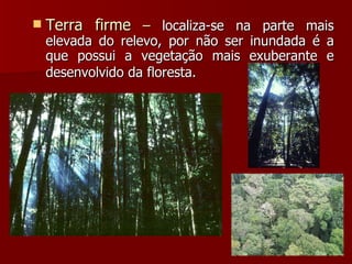 Terra firme  –  localiza-se na parte mais elevada do relevo, por não ser inundada é a que possui a vegetação mais exuberante e desenvolvido da floresta.   