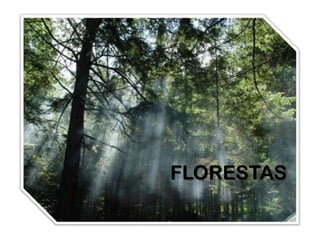 FLORESTAS
 