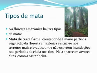 Tipos de mata
 Na floresta amazônica há três tipos
 de mata:
 Mata de terra firme: corresponde à maior parte da
 vegetação da floresta amazônica e situa-se nos
 terrenos mais elevados, onde não ocorrem inundações
 nos períodos de cheia nos rios. Nela aparecem árvores
 altas, como a castanheira.
 