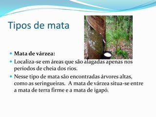 Tipos de mata

 Mata de várzea:
 Localiza-se em áreas que são alagadas apenas nos
  períodos de cheia dos rios.
 Nesse tipo de mata são encontradas árvores altas,
  como as seringueiras. A mata de várzea situa-se entre
  a mata de terra firme e a mata de igapó.
 