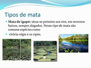 Tipos de mata
 Mata de igapó: situa-se próximo aos rios, em terrenos
  baixos, sempre alagados. Nesse tipo de mata são
  comuns espécies como
 vitória-régia e os cipós.
 