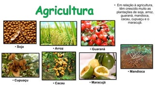 • Em relação à agricultura,
têm crescido muito as
plantações de soja, arroz,
guaraná, mandioca,
cacau, cupuaçu e o
maracujá.
• Soja
• Guaraná
• Mandioca
• Arroz
• Maracujá• Cacau
• Cupuaçu
 