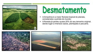  A Amazônia é a maior floresta tropical do planeta,
considerada o pulmão do mundo;
 A floresta já perdeu quase 20% do seu tamanho original,
dando lugar a imensos vazios, plantações e pecuária.
 