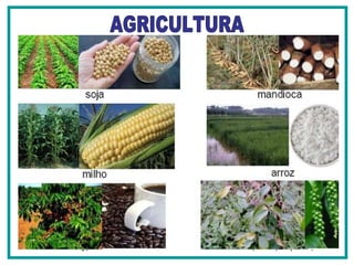 AGRICULTURA 