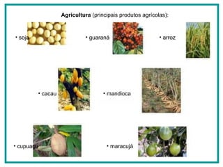 soja guaraná mandioca arroz maracujá cacau cupuaçu Agricultura  (principais produtos agrícolas): 