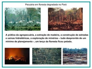 Pecuária em floresta degradada no Pará  A prática da agropecuária, a extração de madeira, a construção de estradas e usinas hidrelétricas, a exploração de minérios – tudo desprovido de um mínimo de planejamento -, um terço da floresta ficou pelado.   