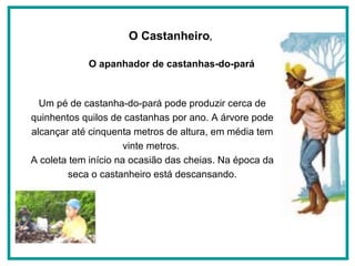 Um pé de castanha-do-pará pode produzir cerca de quinhentos quilos de castanhas por ano. A árvore pode alcançar até cinquenta metros de altura, em média tem vinte metros.  A coleta tem início na ocasião das cheias. Na época da seca o castanheiro está descansando. O Castanheiro ,  O apanhador de castanhas-do-pará 