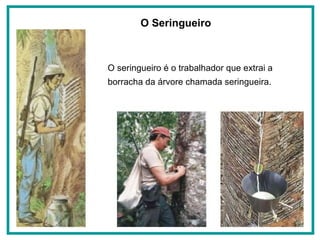O seringueiro é o trabalhador que extrai a borracha da árvore chamada seringueira. O Seringueiro   