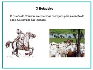 O Boiadeiro   O estado de Roraima, oferece boas condições para a criação de gado. Os campos são imensos.  