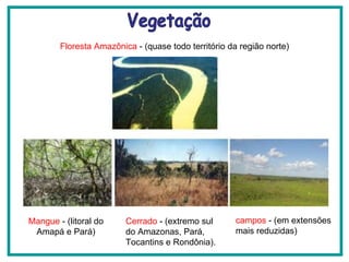 Floresta Amazônica  - (quase todo território da região norte) Mangue  - (litoral do Amapá e Pará) Cerrado  - (extremo sul do Amazonas, Pará, Tocantins e Rondônia). Vegetação campos  - (em extensões mais reduzidas) 