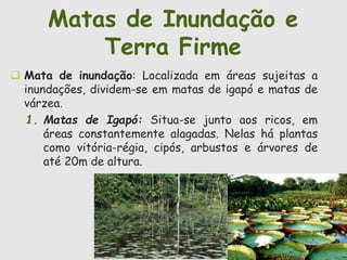 Matas de Inundação e 
Terra Firme 
 Mata de inundação: Localizada em áreas sujeitas a 
inundações, dividem-se em matas de igapó e matas de 
várzea. 
1. Matas de Igapó: Situa-se junto aos ricos, em 
áreas constantemente alagadas. Nelas há plantas 
como vitória-régia, cipós, arbustos e árvores de 
até 20m de altura. 
 