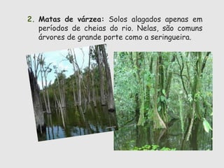 2. Matas de várzea: Solos alagados apenas em 
períodos de cheias do rio. Nelas, são comuns 
árvores de grande porte como a seringueira. 
 