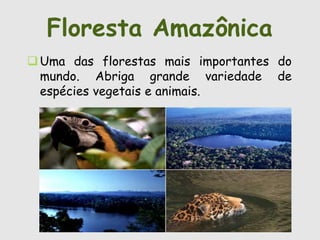 Floresta Amazônica 
Uma das florestas mais importantes do 
mundo. Abriga grande variedade de 
espécies vegetais e animais. 
 