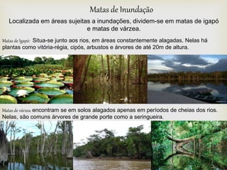 Matas de Inundação
Localizada em áreas sujeitas a inundações, dividem-se em matas de igapó
e matas de várzea.
Matas de Igapó: Situa-se junto aos rios, em áreas constantemente alagadas. Nelas há
plantas como vitória-régia, cipós, arbustos e árvores de até 20m de altura.
Matas de várzea: encontram se em solos alagados apenas em períodos de cheias dos rios.
Nelas, são comuns árvores de grande porte como a seringueira.
 