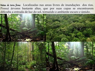 Matas de terra firme: Localizadas nas areas livres de inundações dos rios.
Possui árvores bastante altas, que por suas copas se encontrarem
dificulta a entrada de luz do sol, tornando o ambiente escuro e úmido.
 