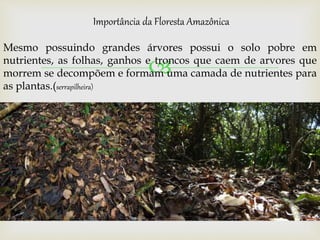 
Importância da Floresta Amazônica
Mesmo possuindo grandes árvores possui o solo pobre em
nutrientes, as folhas, ganhos e troncos que caem de arvores que
morrem se decompõem e formam uma camada de nutrientes para
as plantas.(serrapilheira)
 