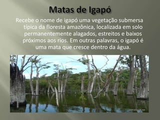 Recebe o nome de igapó uma vegetação submersa
típica da floresta amazônica, localizada em solo
permanentemente alagados, estreitos e baixos
próximos aos rios. Em outras palavras, o igapó é
uma mata que cresce dentro da água.

 