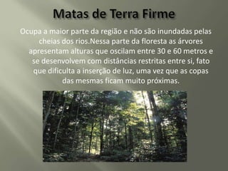 Ocupa a maior parte da região e não são inundadas pelas
cheias dos rios.Nessa parte da floresta as árvores
apresentam alturas que oscilam entre 30 e 60 metros e
se desenvolvem com distâncias restritas entre si, fato
que dificulta a inserção de luz, uma vez que as copas
das mesmas ficam muito próximas.

 