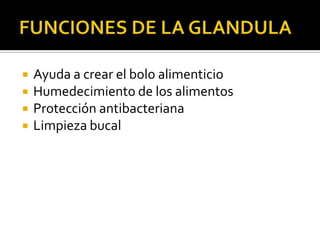  Ayuda a crear el bolo alimenticio
 Humedecimiento de los alimentos
 Protección antibacteriana
 Limpieza bucal
 