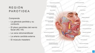 R E G I Ó N
PA R O T I D E A
Comprende
• La glándula parótida y su
conducto
• El plexo parotídeo del nervio
facial (NC VII)
• La vena retromandibular
• La arteria carótida externa
• El músculo masetero
 