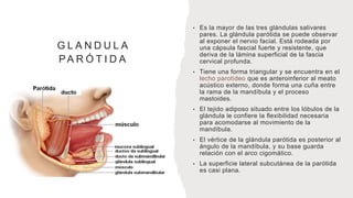 G L A N D U L A
PA R Ó T I D A
• Es la mayor de las tres glándulas salivares
pares. La glándula parótida se puede observar
al exponer el nervio facial. Está rodeada por
una cápsula fascial fuerte y resistente, que
deriva de la lámina superficial de la fascia
cervical profunda.
• Tiene una forma triangular y se encuentra en el
lecho parotídeo que es anteroinferior al meato
acústico externo, donde forma una cuña entre
la rama de la mandíbula y el proceso
mastoides.
• El tejido adiposo situado entre los lóbulos de la
glándula le confiere la flexibilidad necesaria
para acomodarse al movimiento de la
mandíbula.
• El vértice de la glándula parótida es posterior al
ángulo de la mandíbula, y su base guarda
relación con el arco cigomático.
• La superficie lateral subcutánea de la parótida
es casi plana.
 