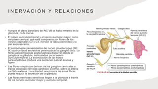 I N E R VA C I Ó N Y R E L A C I O N E S
• Aunque el plexo parotídeo del NC VII se halla inmerso en la
glándula, no la inerva.
• El nervio auriculotemporal y el nervio auricular mayor, ramo
del plexo cervical, que está compuesto por fibras de los
nervios espinales C2 y C3, inervan la fascia parotídea y la
piel suprayacente.
• El componente parasimpático del nervio glosofaríngeo (NC
IX) aporta fibras secretoras presinápticas al ganglio ótico. Las
fibras parasimpáticas postsinápticas discurren desde el
ganglio a la glándula, vehiculadas por el nervio
auriculotemporal. La estimulación de las fibras
parasimpáticas produce una secreción salivar acuosa y
ligera.
• Las fibras simpáticas derivan de los ganglios cervicales a
través del plexo nervioso carotídeo externo, sobre la arteria
carótida externa. La actividad vasomotora de estas fibras
puede reducir la secreción de la glándula.
• Las fibras nerviosas sensitivas llegan a la glándula a través
de los nervios auricular mayor y auriculo-temporal.
 